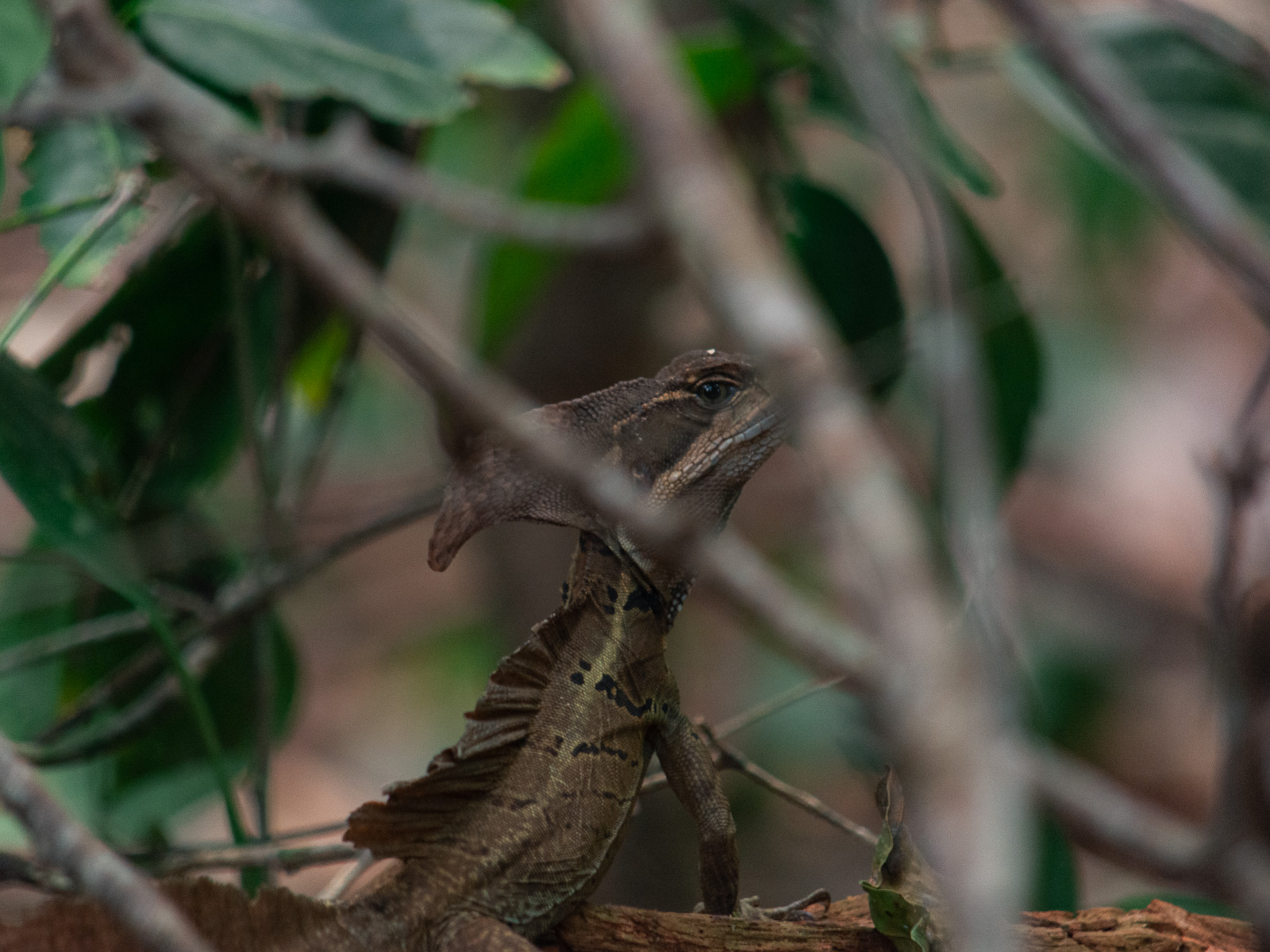 Basilisco en el Parque Nacional Manuel Antonio