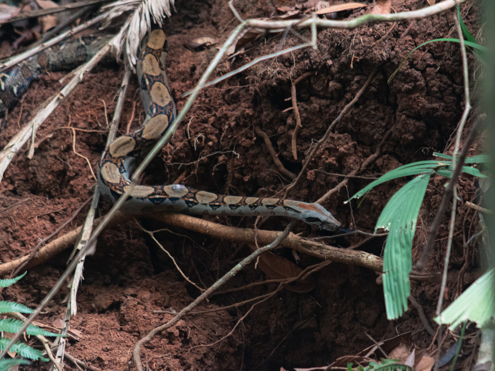 Boa en el Parque Nacional Manuel Antonio, Costa Rica