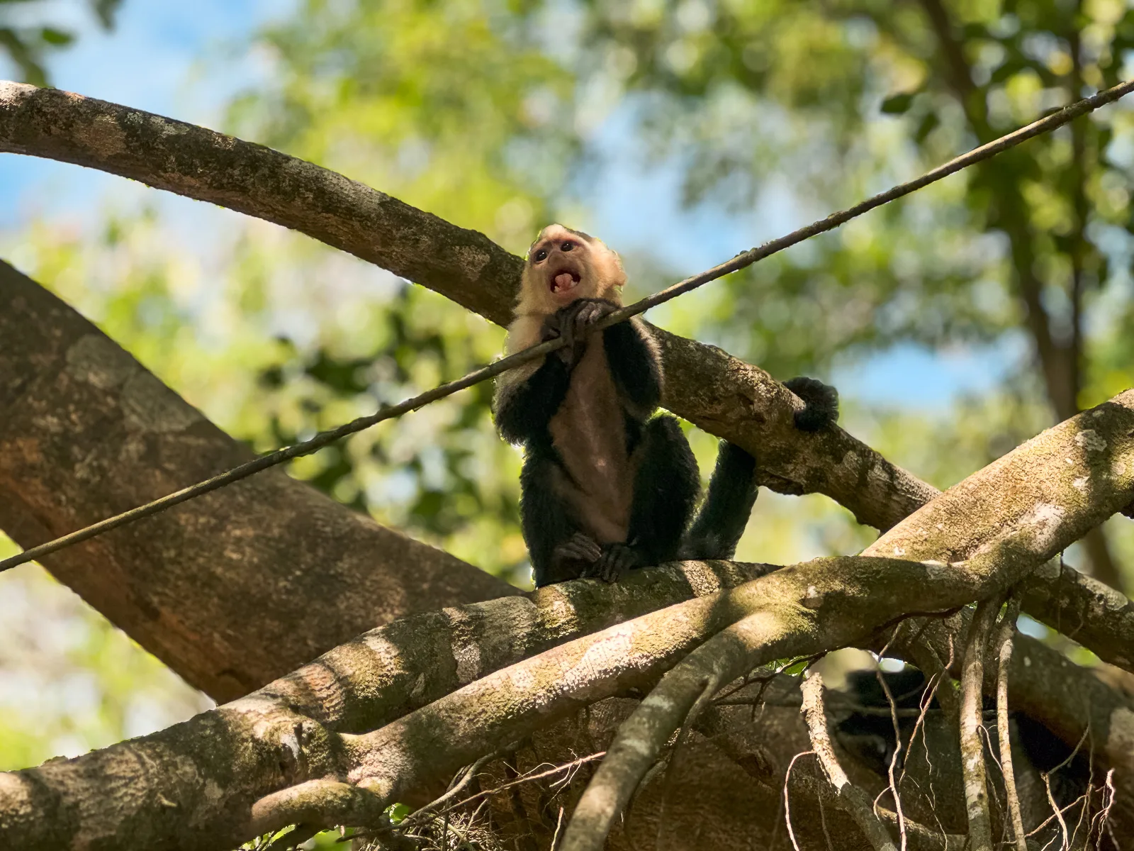 Mono capuchino sobre un árbol en Manuel Antonio