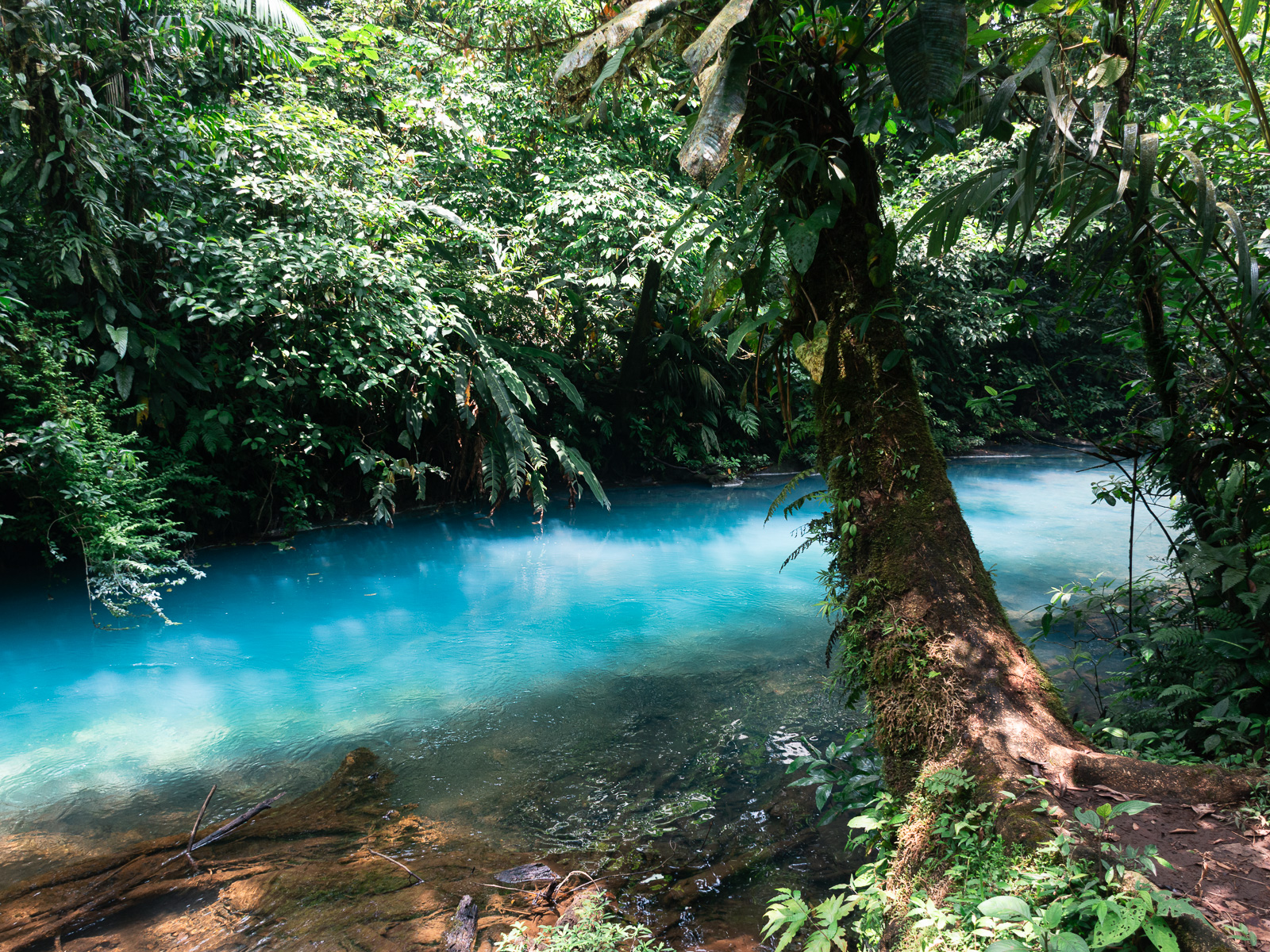 Sendero junto a Río Celeste en el Parque Nacional Volcán Tenorio