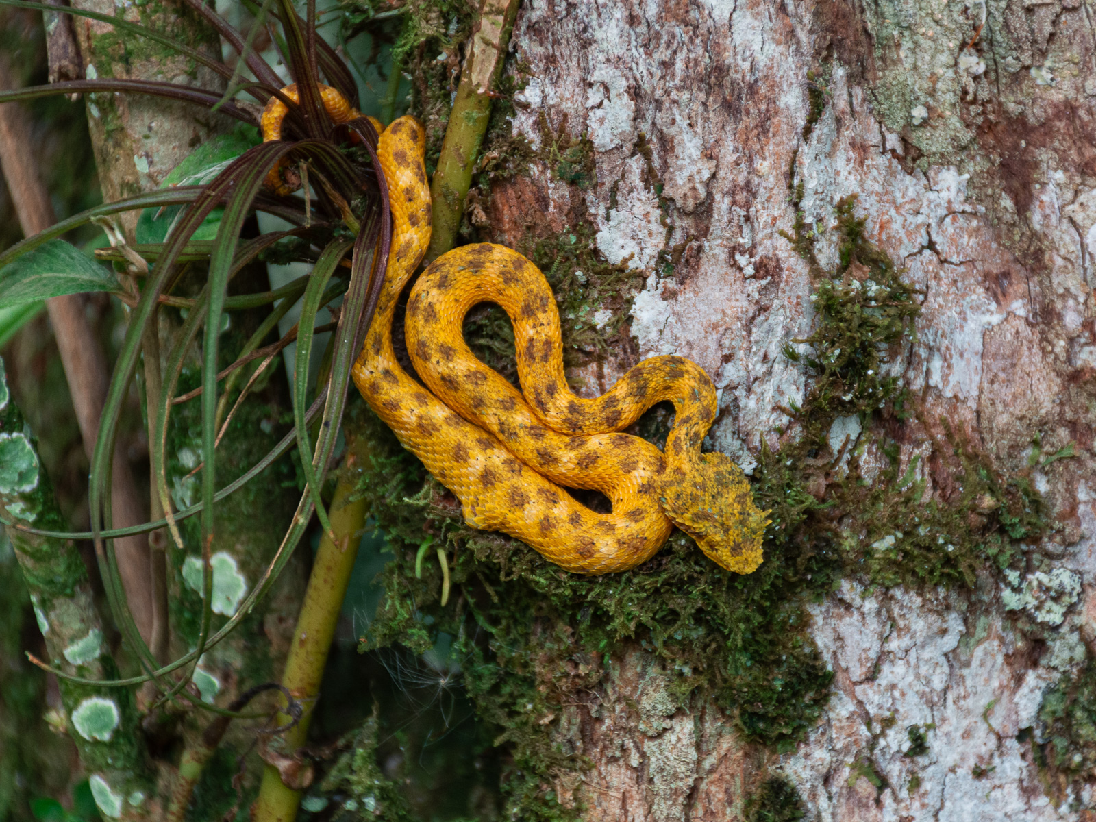 Serpiente en los alrededores del Volcán Arenal en Costa Rica