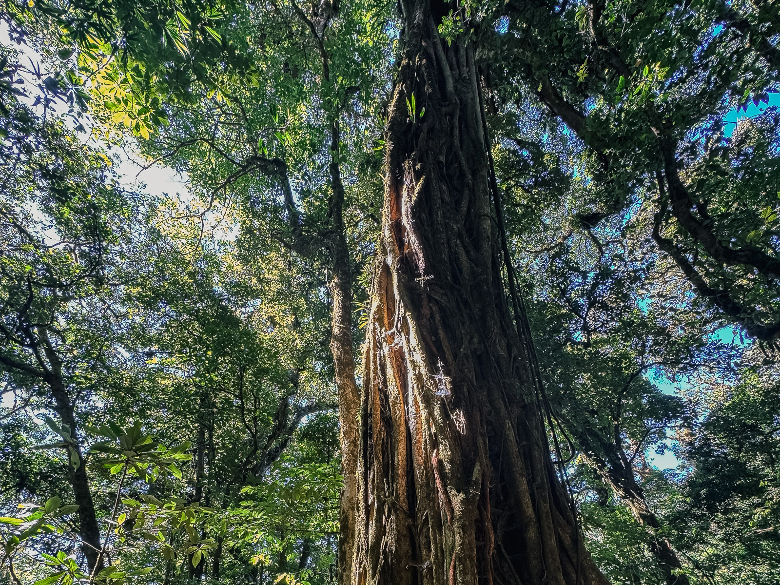 Árboles altos vistos desde abajo en el bosque nuboso de Monteverde