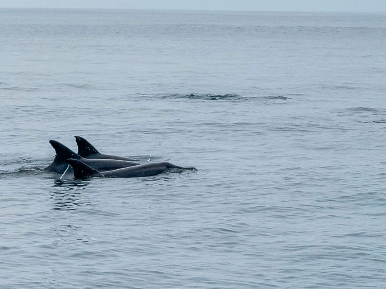 Delfines durante la excursión a Isla del Caño