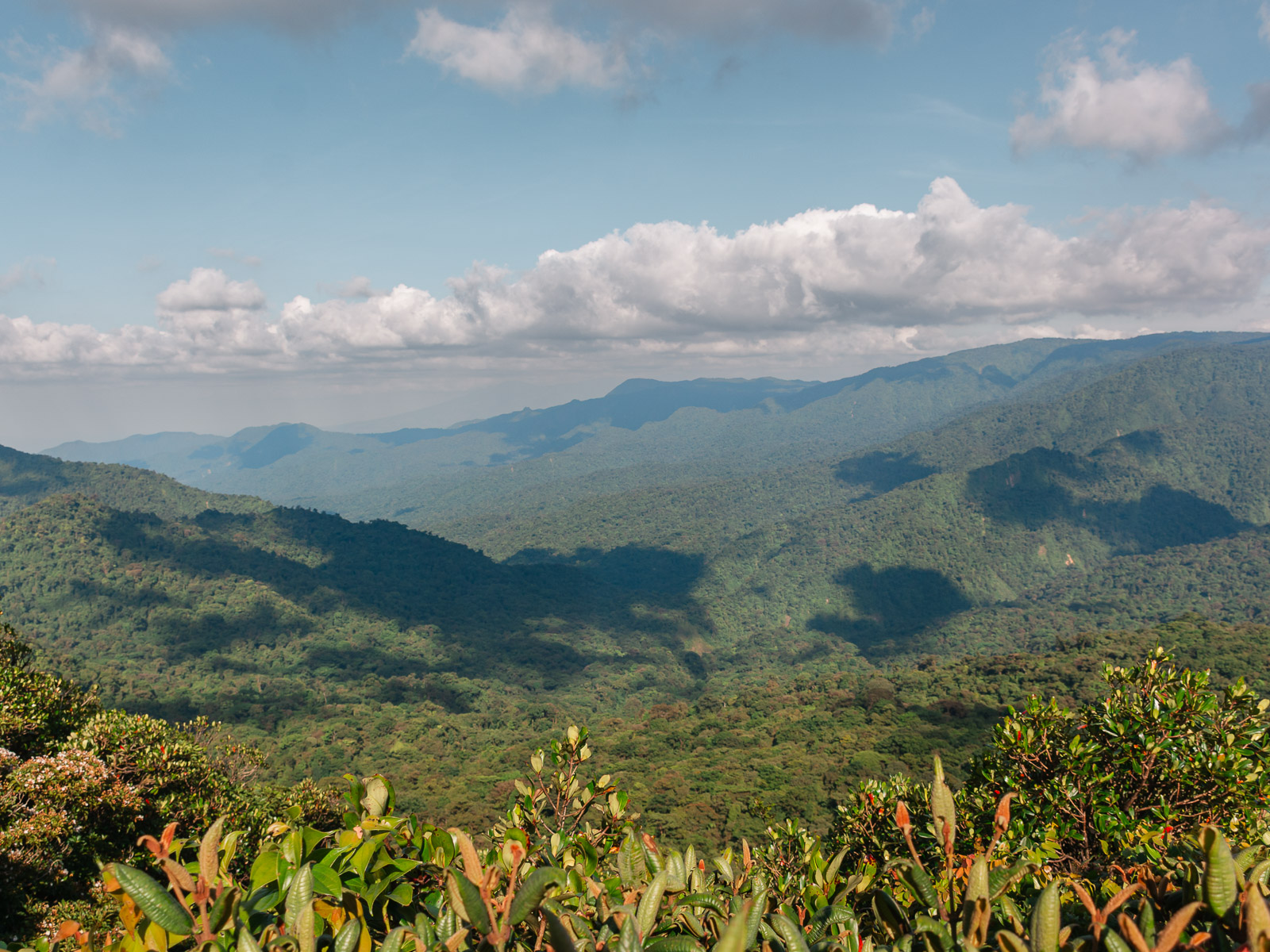Vista en altura del bosque nuboso de Monteverde, Costa Rica