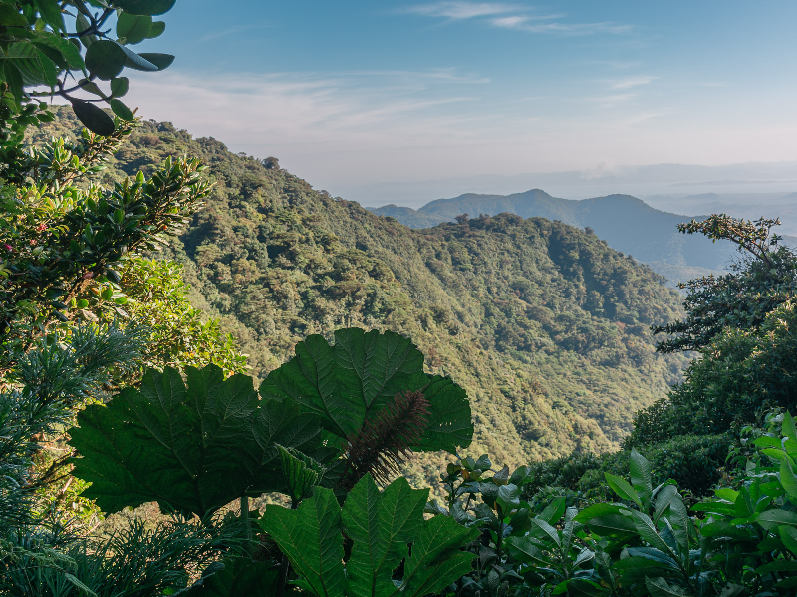 Vista desde un mirador del bosque nuboso de Monteverde