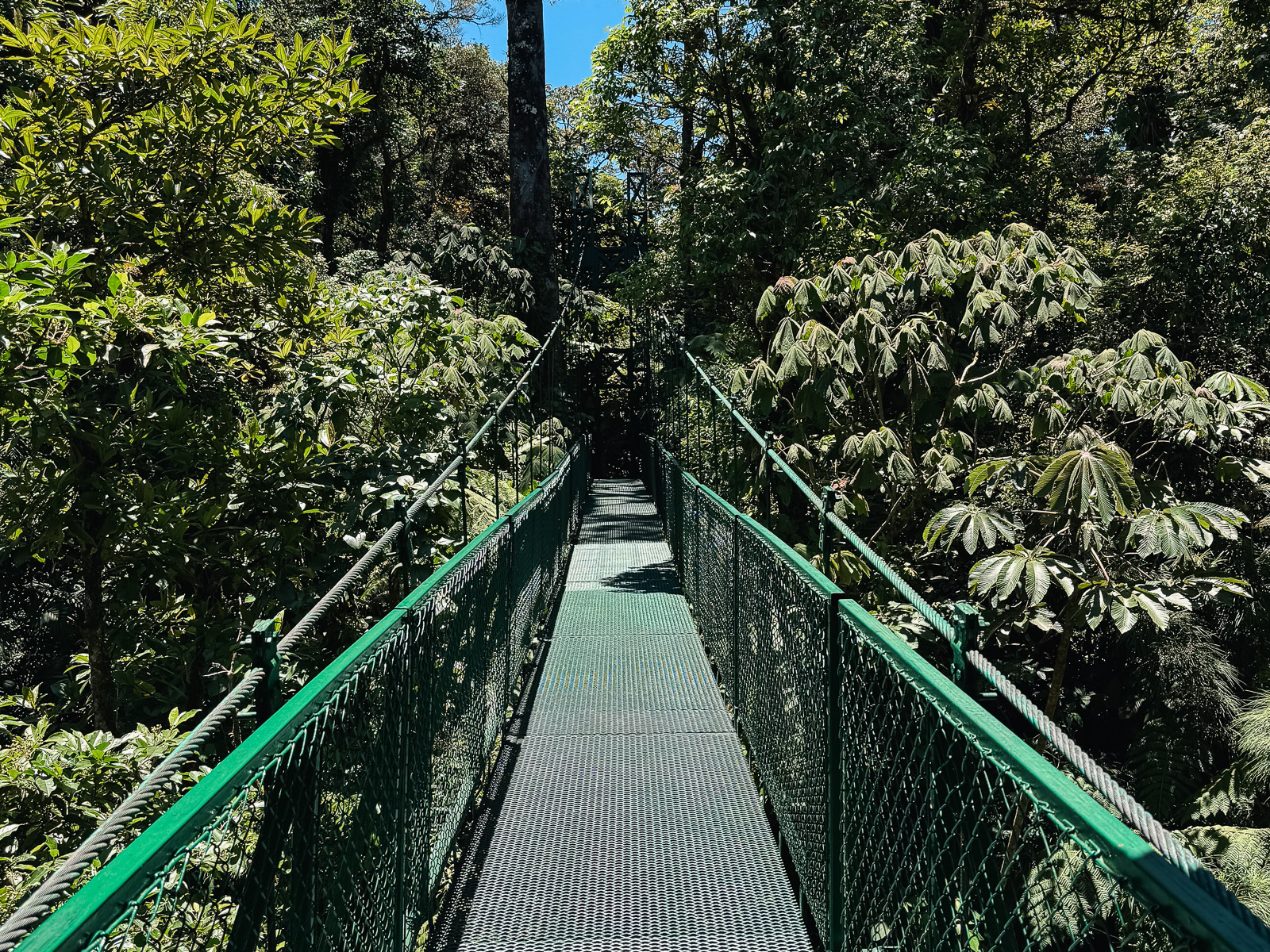 Puente colgante en Monteverde, Costa Rica