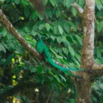 Monteverde, Costa Rica: bosque nuboso, quetzales y cómo llegar desde La Fortuna