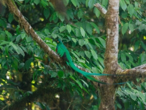 Lee más sobre el artículo Monteverde, Costa Rica: bosque nuboso, quetzales y cómo llegar desde La Fortuna