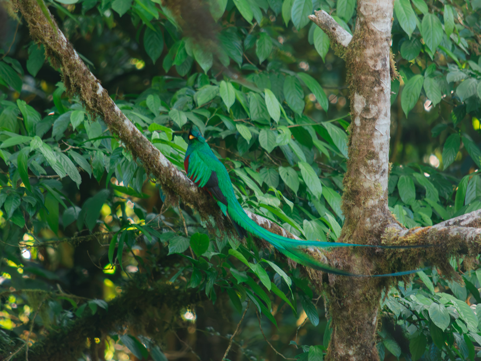 Quetzal resplandeciente entre la vegetación de Monteverde