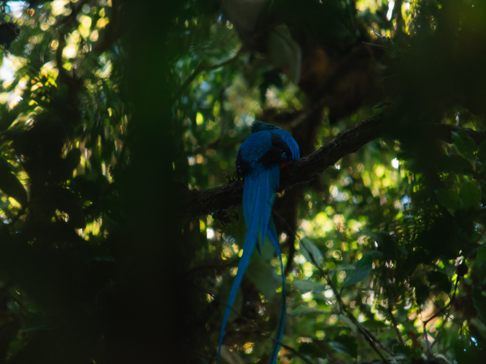 Quetzal en el bosque nuboso de Monteverde, Costa Rica