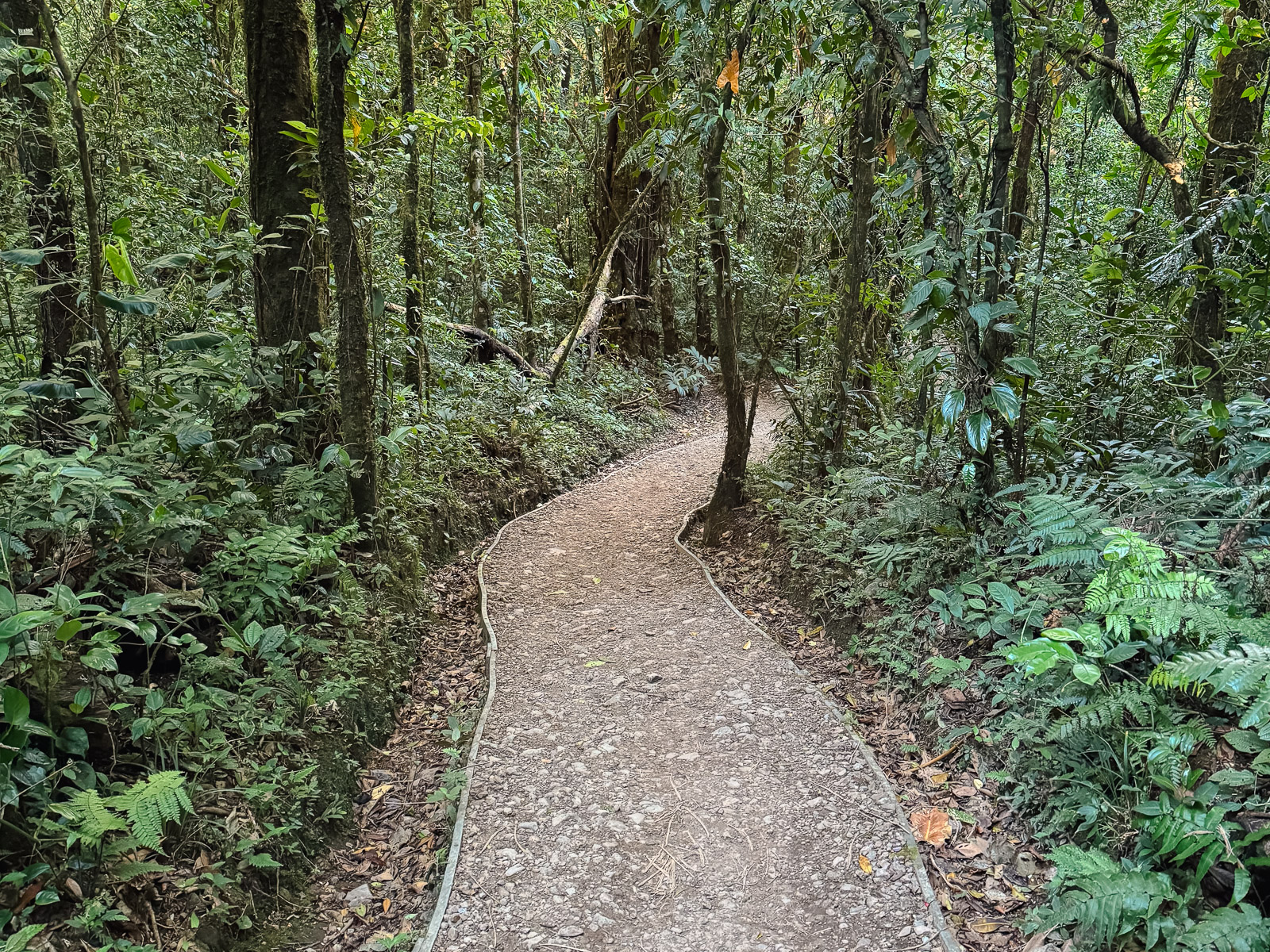 Sendero dentro del bosque nuboso de Monteverde