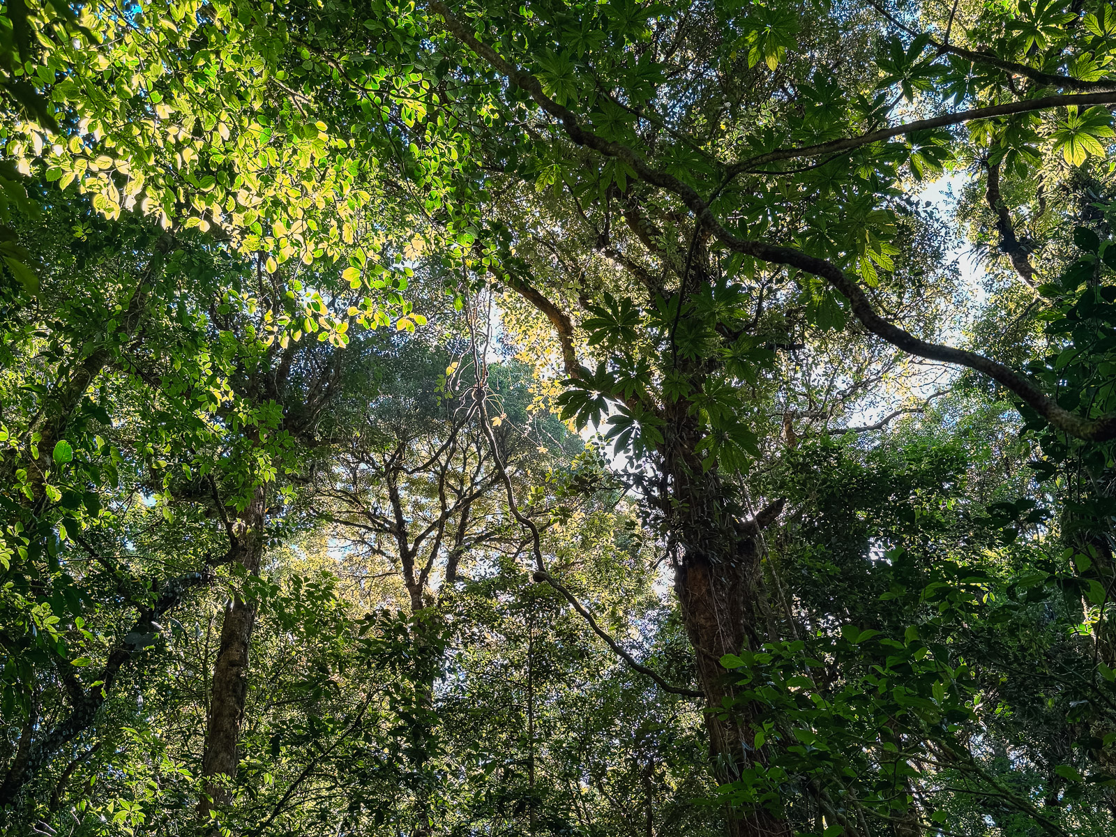 Vegetación densa del bosque nuboso en Costa Rica