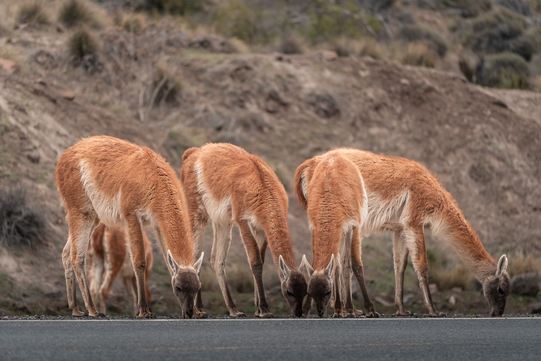 Guanacos junto a la ruta camino a Valle Encantado